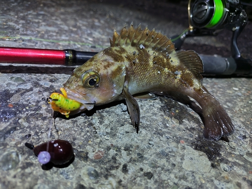 エゾメバルの釣果