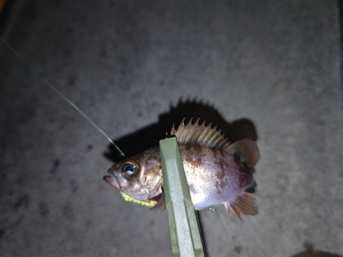 メバルの釣果