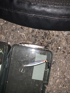 イワシの釣果