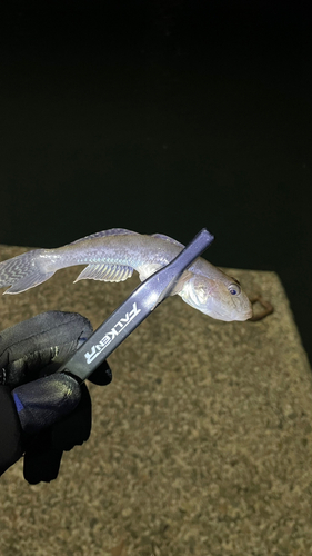 マハゼの釣果