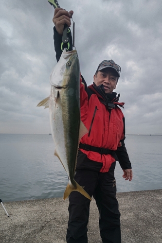 ブリの釣果