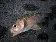 メバルの釣果