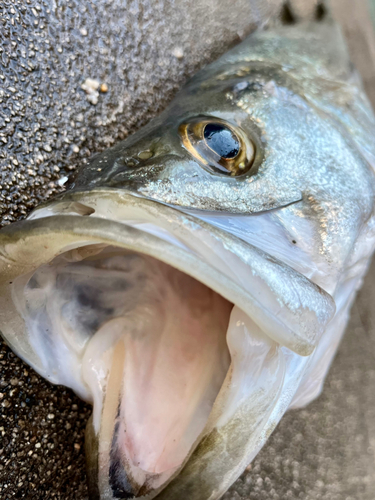 スズキの釣果