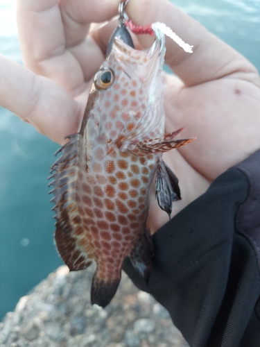 オオモンハタの釣果