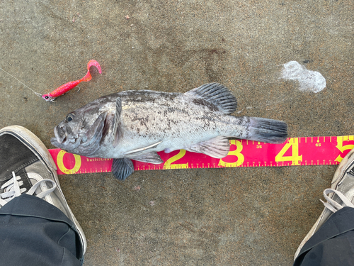 クロソイの釣果