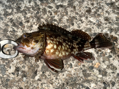 ガシラの釣果