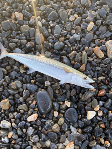 サゴシの釣果