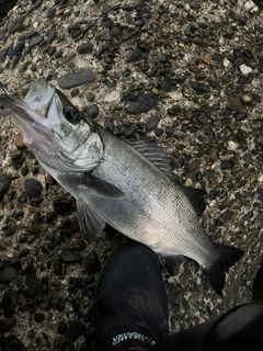 ヒラスズキの釣果