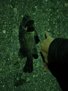 クロソイの釣果