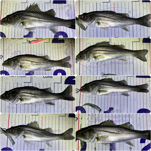 シーバスの釣果