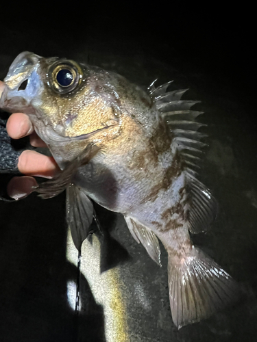 シロメバルの釣果