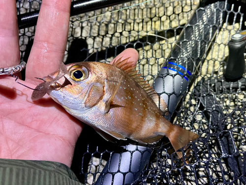 チャリコの釣果