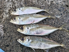 アジの釣果