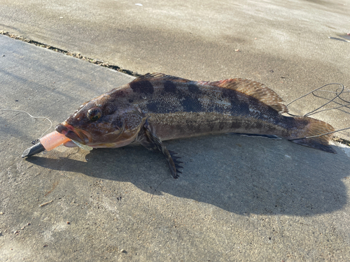 アイナメの釣果