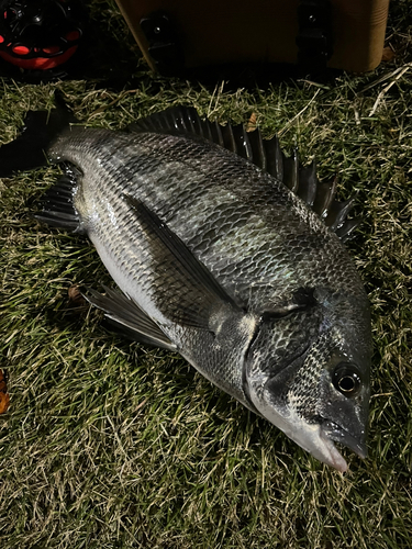 チヌの釣果