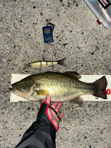 ブラックバスの釣果