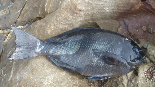 クチブトグレの釣果