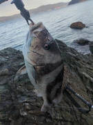 コショウダイの釣果