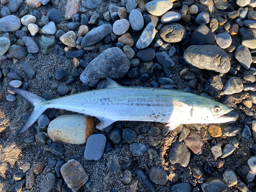 サゴシの釣果