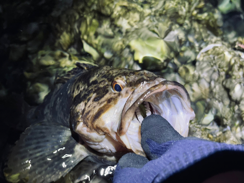 ベッコウゾイの釣果