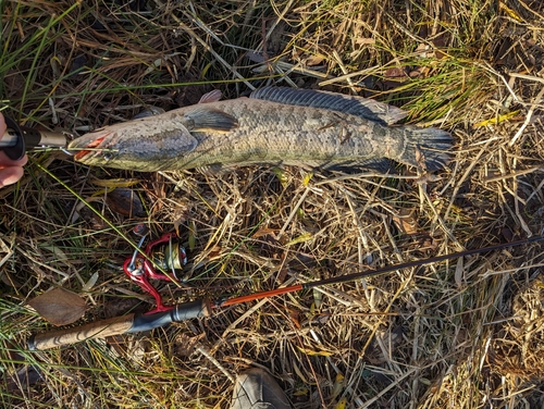 ライギョの釣果