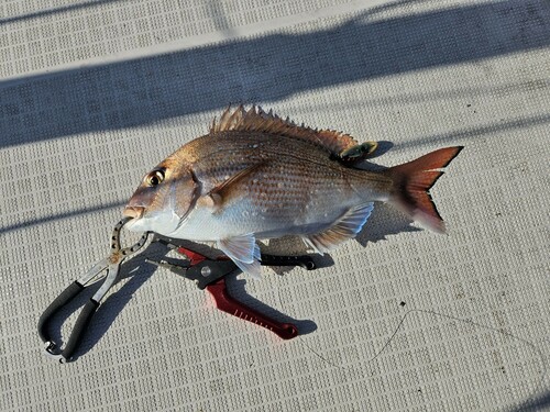 マダイの釣果