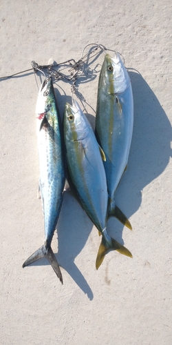 ハマチの釣果