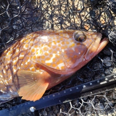 キジハタの釣果