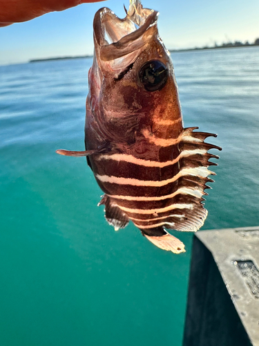 マハタの釣果