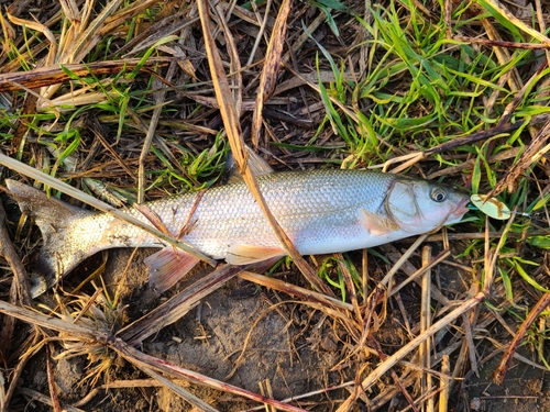 ウグイの釣果