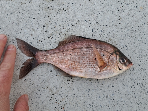 ウミタナゴの釣果