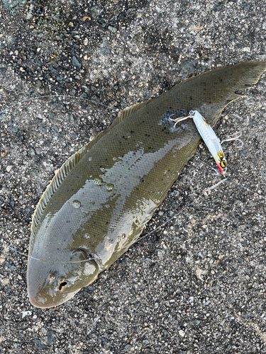 シタビラメの釣果