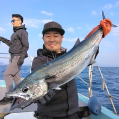 サワラの釣果