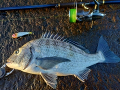 クロダイの釣果