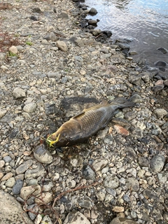 コイの釣果