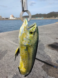 シイラの釣果