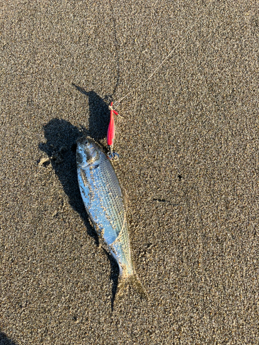 コノシロの釣果