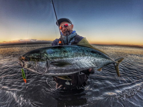 ワラサの釣果