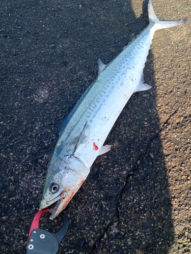 サゴシの釣果