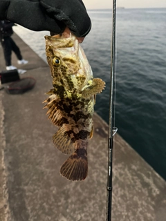 タケノコメバルの釣果