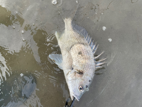 キビレの釣果