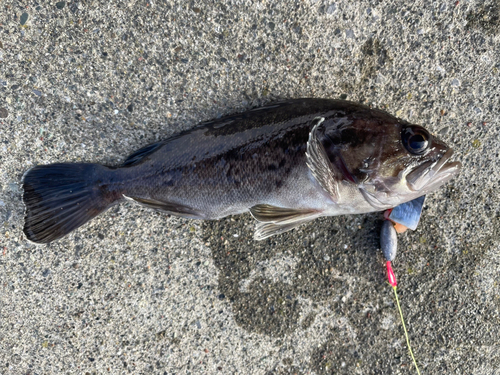 クロソイの釣果