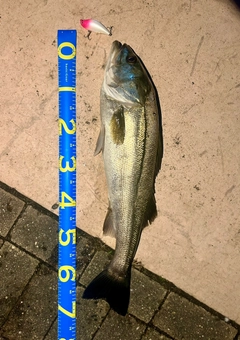 シーバスの釣果