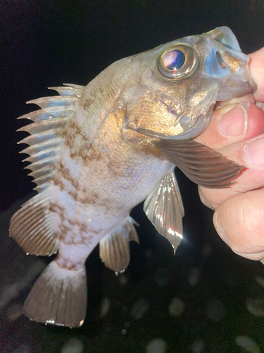 メバルの釣果