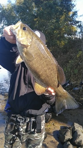 スモールマウスバスの釣果