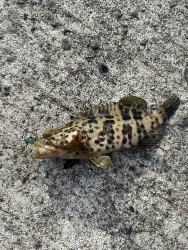 チャイロマルハタの釣果