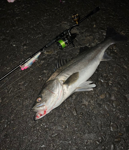 シーバスの釣果