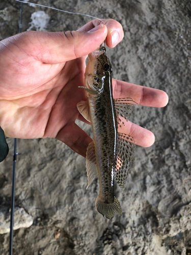 ハゼの釣果