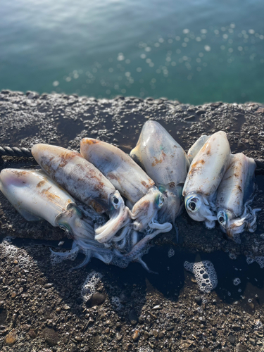 アオリイカの釣果