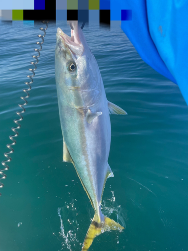 ワラサの釣果